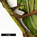 SpeciesSub: subsp. acuminata